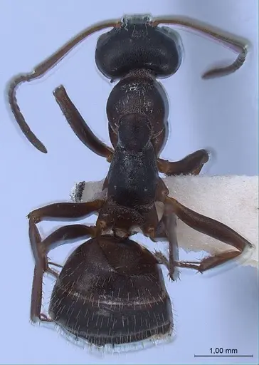 Formica gagates specimen ANTWEB1008398 image antweb1008398_1