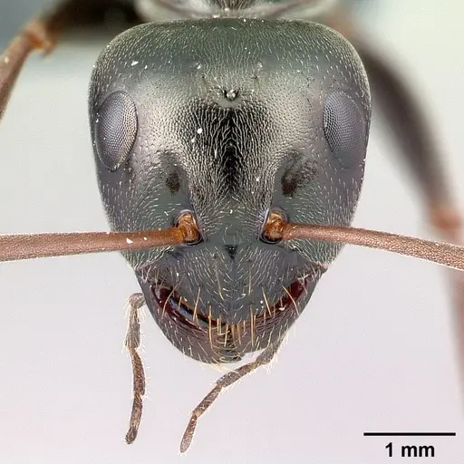 Formica gagates specimen CASENT0179937 image casent0179937_2