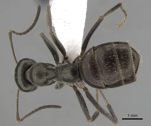 Formica gagates specimen CASENT0280386 image casent0280386_1