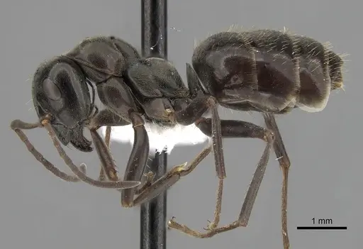 Formica gagates specimen CASENT0280386 image casent0280386_3