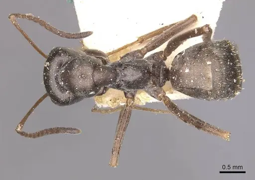 Formica gagates specimen CASENT0911074 image casent0911074_1