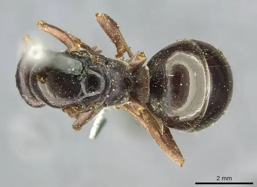 Formica gagates specimen CASENT0913656 image casent0913656_1