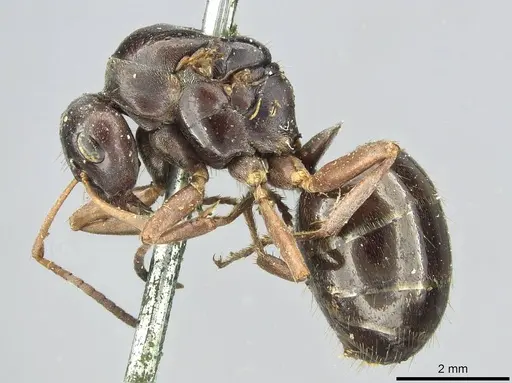 Formica gagates specimen CASENT0913656 image casent0913656_3