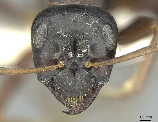 Formica gagates specimen CASENT0913657 image casent0913657_2