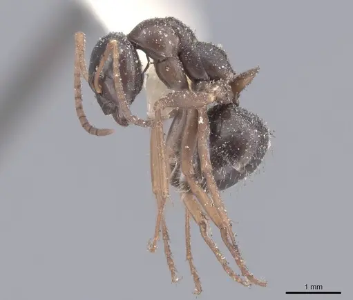 Formica gagates specimen FMNHINS0000046281 image fmnhins0000046281_3
