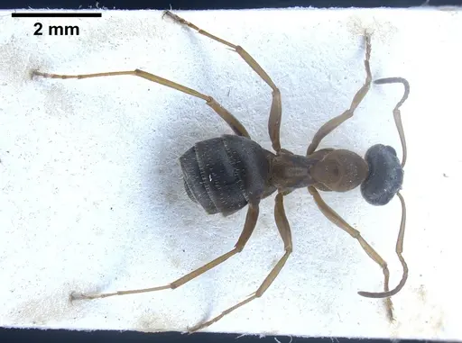 Formica georgica specimen ANTWEB1041260 image antweb1041260_1