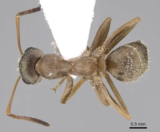 Formica georgica specimen CASENT0922715 image casent0922715_1