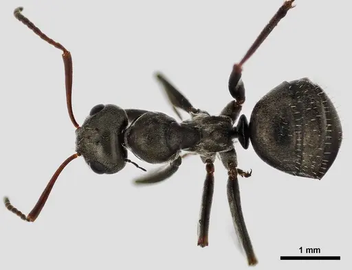 Formica glacialis specimen ANTWEB1038012 image antweb1038012_1