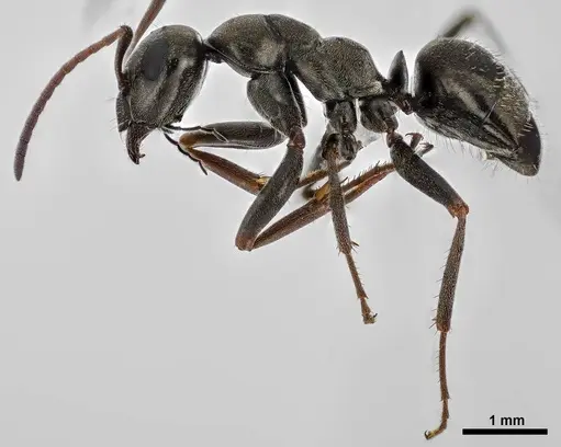 Formica glacialis specimen ANTWEB1038012 image antweb1038012_3