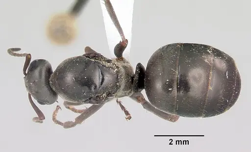 Formica glacialis specimen CASENT0104852 image casent0104852_1