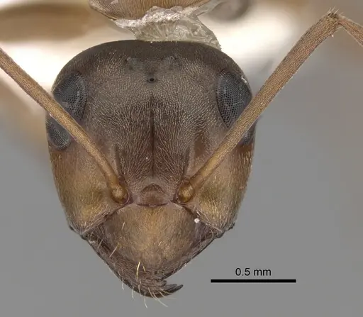 Formica gnava specimen CASENT0280376 image casent0280376_2