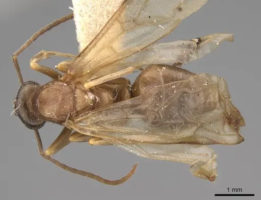 Formica gnava specimen CASENT0923044 image casent0923044_1