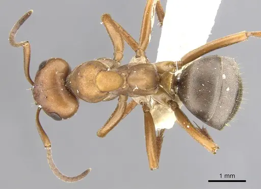 Formica gynocrates specimen CASENT0903281 image casent0903281_1