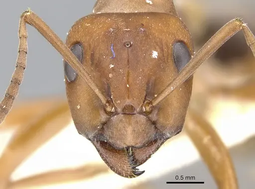 Formica gynocrates specimen CASENT0903281 image casent0903281_2
