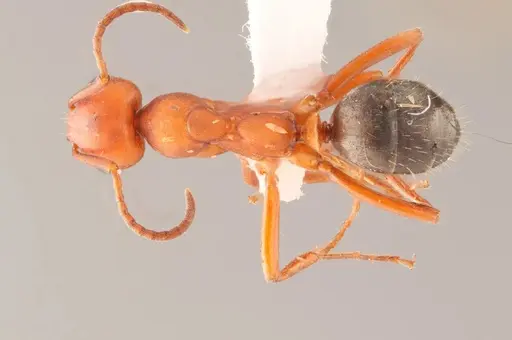 Formica gynocrates specimen WRME532249 image wrme532249_1