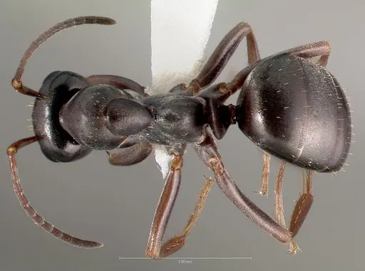 Formica hewitti specimen CASENT0005881 image casent0005881_1