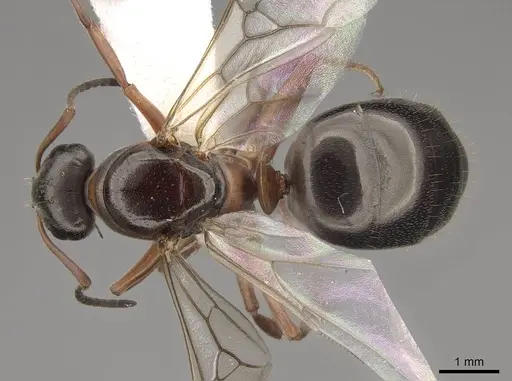 Formica hewitti specimen CASENT0843729 image casent0843729_1