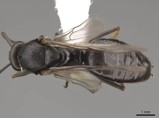 Formica hewitti specimen CASENT0843730 image casent0843730_1