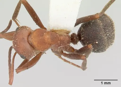 Formica impexa specimen CASENT0103361 image casent0103361_1