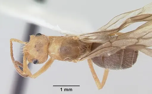 Formica impexa specimen CASENT0103363 image casent0103363_1