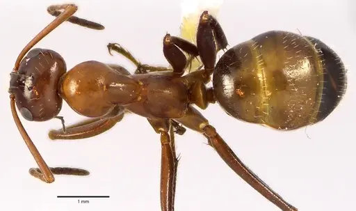 Formica incerta specimen ANTWEB1041640 image antweb1041640_1