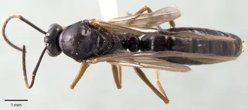 Formica incerta specimen ANTWEB1041704 image antweb1041704_1