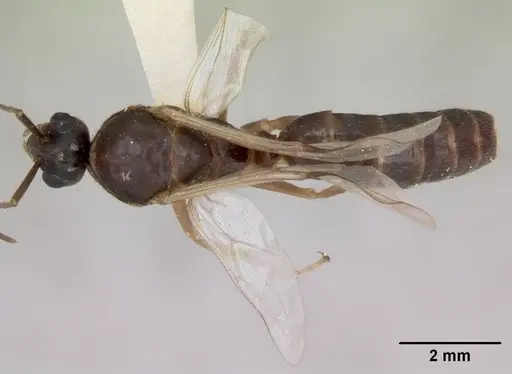 Formica incerta specimen CASENT0172882 image casent0172882_1
