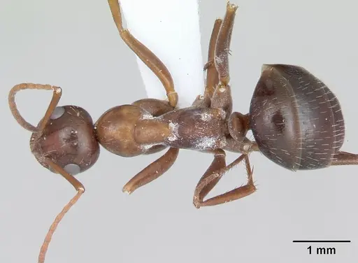 Formica incerta specimen CASENT0172883 image casent0172883_1