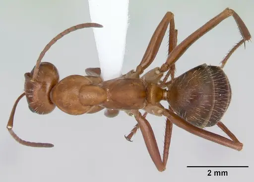 Formica incerta specimen CASENT0172884 image casent0172884_1
