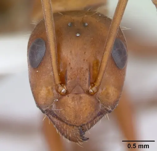 Formica incerta specimen CASENT0172884 image casent0172884_2