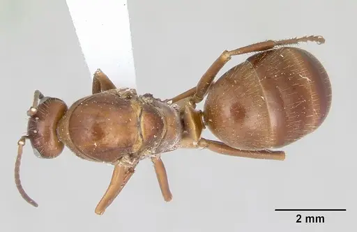 Formica incerta specimen CASENT0172885 image casent0172885_1