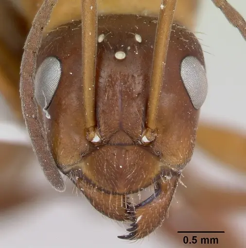Formica incerta specimen CASENT0172885 image casent0172885_2