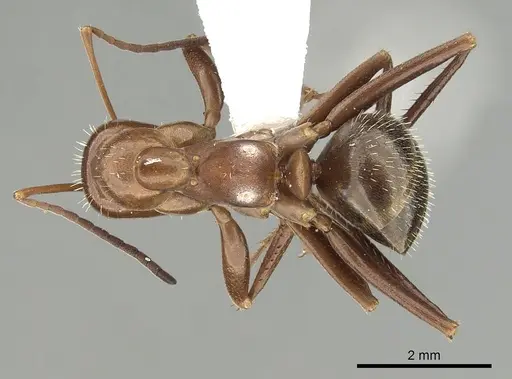 Formica incerta specimen CASENT0280344 image casent0280344_1