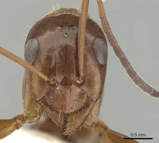 Formica incerta specimen CASENT0280344 image casent0280344_2