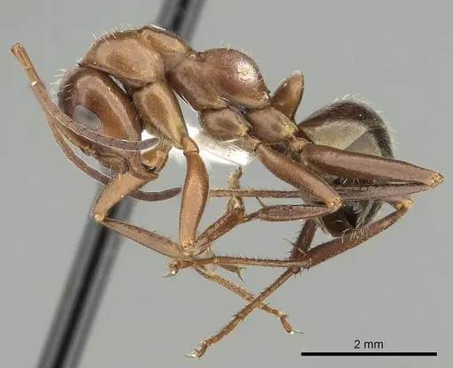 Formica incerta specimen CASENT0280344 image casent0280344_3