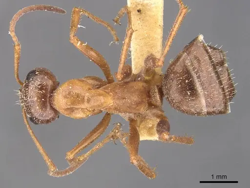 Formica incerta specimen CASENT0905708 image casent0905708_1