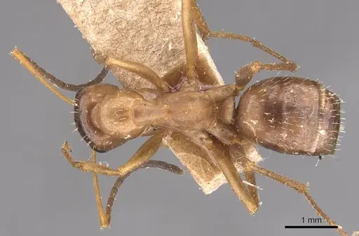 Formica incerta specimen CASENT0905710 image casent0905710_1
