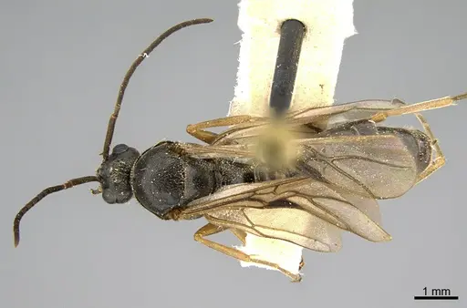 Formica incerta specimen CASENT0923618 image casent0923618_1