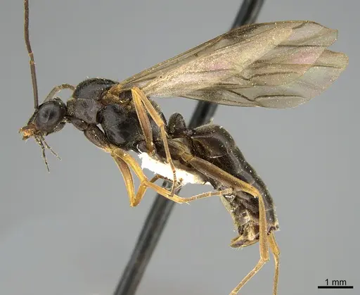 Formica incerta specimen CASENT0923618 image casent0923618_3