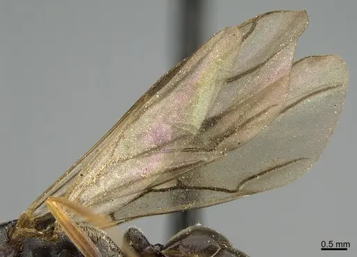 Formica incerta specimen CASENT0923618 image casent0923618_4