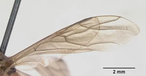 Formica integra specimen CASENT0103371 image casent0103371_4