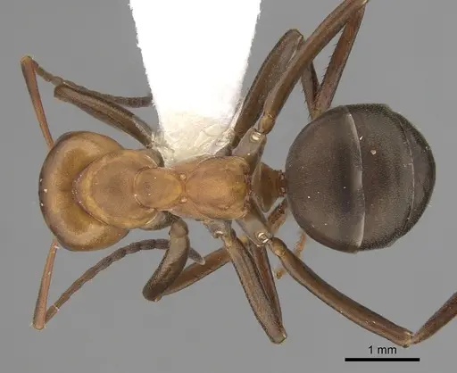 Formica integra specimen CASENT0280396 image casent0280396_1