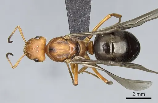 Formica integroides specimen CASENT0218875 image casent0218875_1