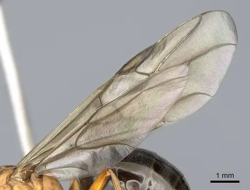 Formica integroides specimen CASENT0218875 image casent0218875_4