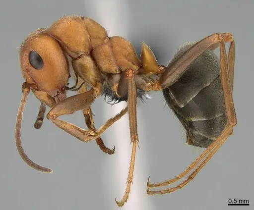 Formica integroides specimen CASENT0218879 image casent0218879_1