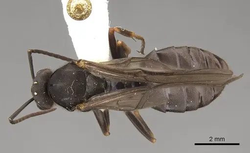 Formica integroides specimen CASENT0843732 image casent0843732_1