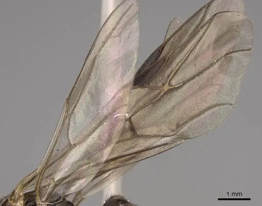 Formica integroides specimen CASENT0843732 image casent0843732_4
