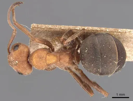 Formica integroides specimen CASENT0905699 image casent0905699_1