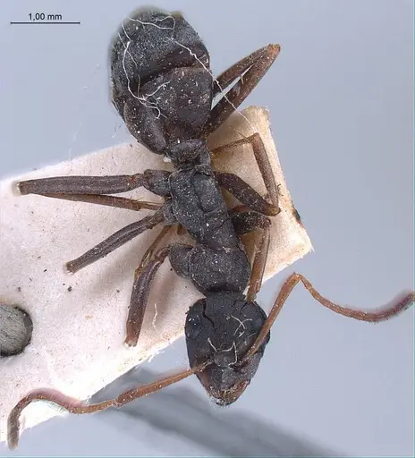 Formica japonica specimen ANTWEB1008412 image antweb1008412_1