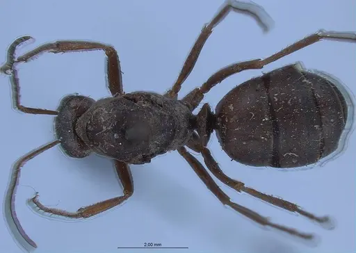 Formica japonica specimen ANTWEB1008413 image antweb1008413_1